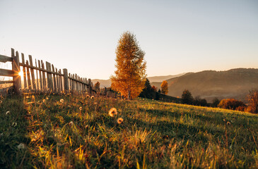 Orange color tree is growing on the field, illuminated by sunlight. Majestic view of Carpathian mountains, autumn season