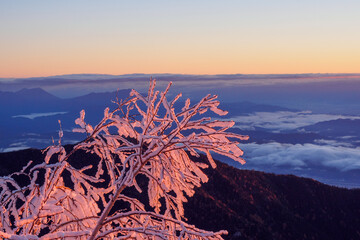 朝焼けに染まった純白の枝[長野県]