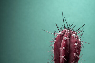 Close-up of a red cactus with black and white spines against a turquoise background with empty...