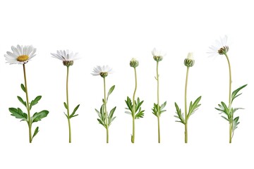 Daisy Life Cycle: From Bud to Bloom, a captivating photographic journey showcasing the delicate transformation of daisies from tightly closed buds to fully opened blossoms, revealing nature's         