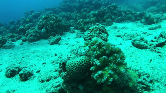 lizardfish resting in the coral reef