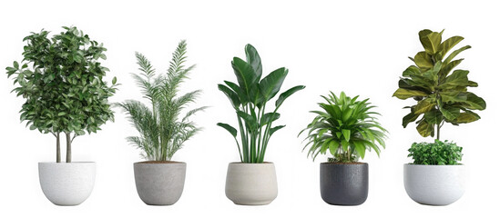 Collection of beautiful plants in ceramic pots isolated on transparent background. 3D rendering.