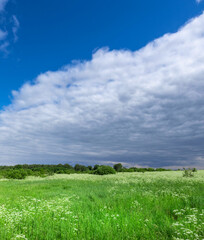 Field of grass with a few trees in the background