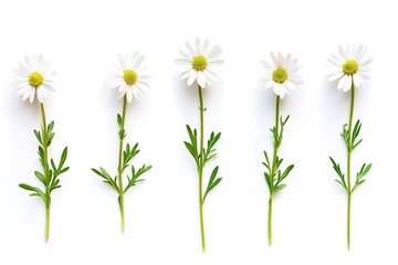 Unfolding Beauty: A captivating visual journey showcasing the exquisite transformation of a flower, from its tightly closed bud to its full, vibrant bloom. Witness nature's artistry in this stunning  