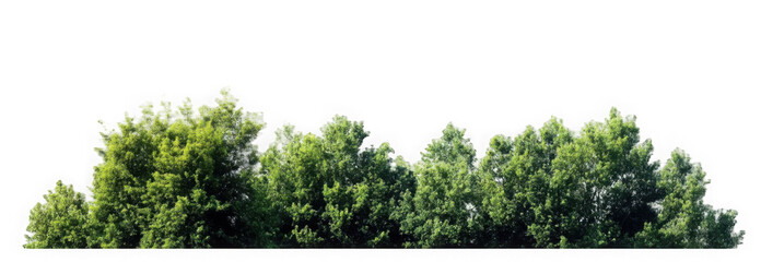 Green Trees on transparent background. are Forest and foliage in summer for both printing and web pages with cut path and alpha channel