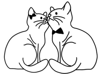 black cat with white background