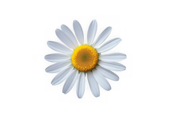 Common daisy blossom isolated on transparent background
