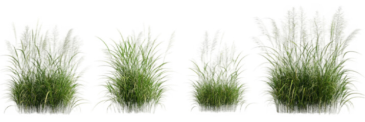 Cut out green grass field transparent backgrounds 3d rendering png file