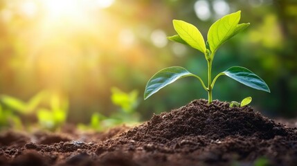 Fototapeta premium Young Sprout Growing in Rich Soil at Sunrise