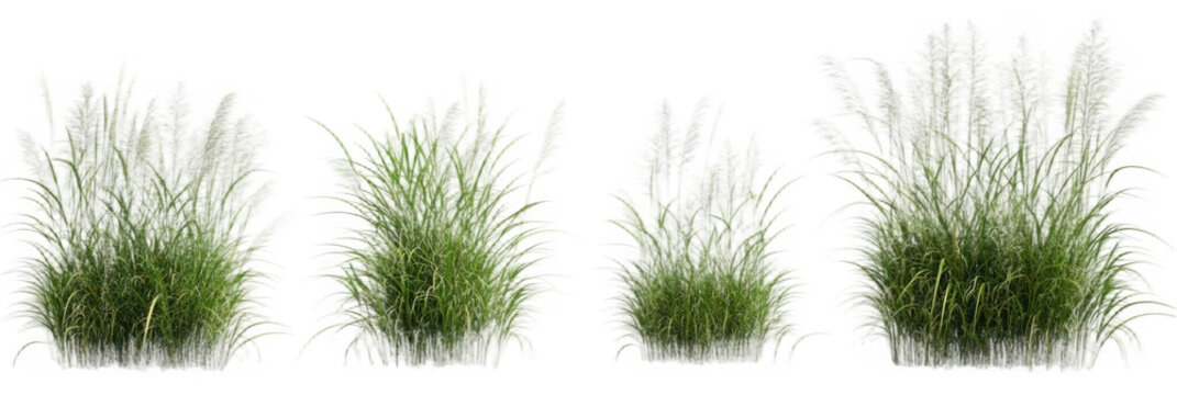 Cut out green grass field transparent backgrounds 3d rendering png file
