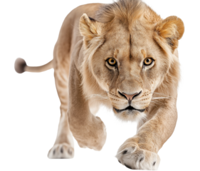 A powerful lioness with golden fur and piercing eyes prowls forward with an intense and focused gaze.