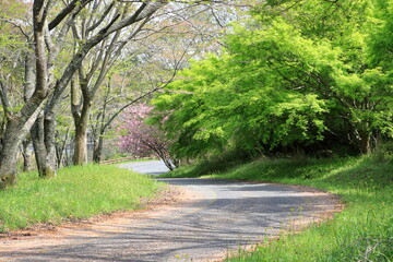4月の田舎の道