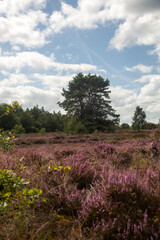 Flowering heathland on sunny day