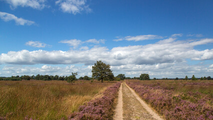 Straigt track through flowering heathland on sunny day