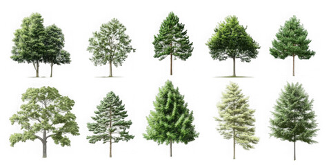 Collection Beautiful 3D Trees Isolated on PNGs transparent background , Use for visualization in architectural design or garden decorate