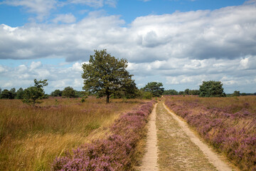 Straigt track through flowering heathland on sunny day