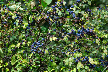 Fruits of Blackthorn or Sloe (Prunus spinosa)