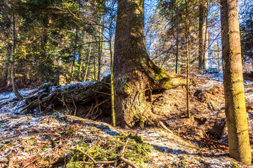 Landscapes - Forest - Europe, Romania, Suceava region 