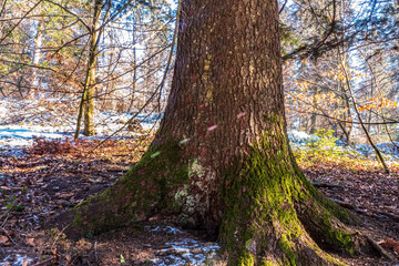 Landscapes - Forest - Europe, Romania, Suceava region 
