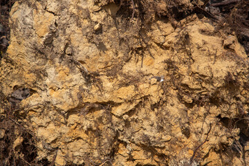 Closeup of ball of earth around blown down Silver birch (Betula pendula)