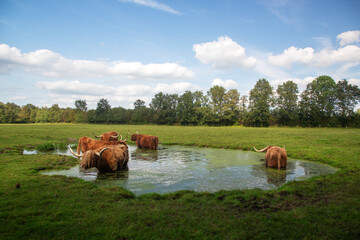 Five Scottish cows bathing in pool in meadow, Dwingeloo, Drenthe , Netherlands