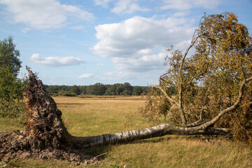 Blown down Silver birch (Betula pendula), Dwingelderveld National Park; Drenthe, Netherlands