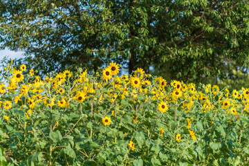 夏空の下に咲くひまわり畑