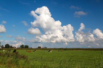 Cumulus clouds above typical open wide countryside of Dutch province Friesland