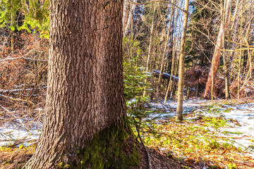 Landscapes - Forest - Europe, Romania, Suceava region 