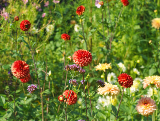 Red dahlia. Red pompon dahlias. Dahlia meadow. Autumn landscape. Red dahlia flowers in autumn garden. Fall aesthetic. Red flowers on green background. Garden aesthetic. Flowers field.

