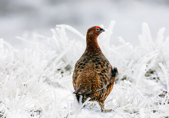 Red Grouse, Scientific name Lagopus Lagopus.  Red Grouse male in cold, snowy weather on managed grouse moorland in Swaledale, North Yorkshire.  Horizontal.  Copy space