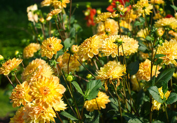 Autumn garden landscape. Yellow dahlia flowers. Yellow flowers on green leaves background. Bouquet of yellow dahlia. Chrysanthemum on filed. Yellow aesthetic. Dahlias meadow. Decorative dahlias.

