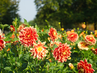Autumn garden landscape. Red dahlia flowers. Red flowers on green leaves background. Bouquet of red dahlias. Chrysanthemum on filed. Macro floral. Red aesthetic. Dahlias meadow. Decorative dahlias.