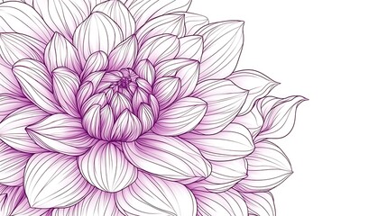Fototapeta premium Detailed purple dahlia illustration, floral design, white background