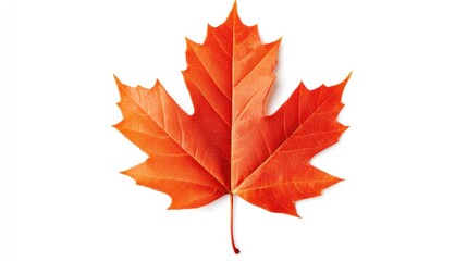 Obraz premium vibrant maple leaf isolated on a white background
