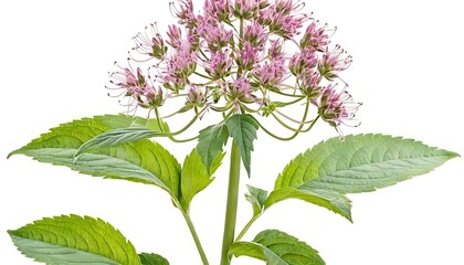 Exotic plant,Watercolor Pink Joe-Pye Weed Isolated on White Background. Beautiful Joe-Pye Weed Flower,754