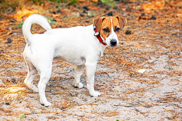 beautiful female grown puppy jack russell terrier stands on a path in the forest listening to the...