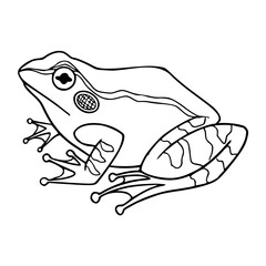 a black and white drawing of a detailed toad line art, for coloring pages