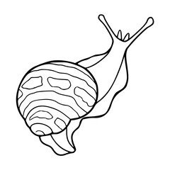 a black and white drawing of a snail, vector graphic for nature and wildlife design