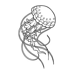 a black and white drawing of a marine life illustration : jellyfish in line art style
