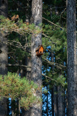 Little wooden bird house on a tall pine tree
