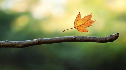 Autumn leaf balances on branch, forest background; nature serenity, seasonal change imagery
