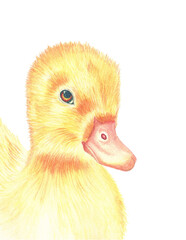 Fluffy duckling symbol of spring and Easter celebration. Watercolor illustration on white background..