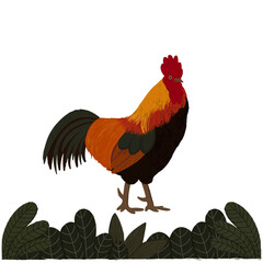 Hand-Drawn Rooster Illustration – Farm Animal Art