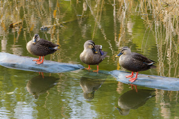 羽繕いをするカルガモたち