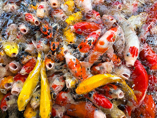 Colorful KOI fish is opening mouth and hungry is in the pond, Many carp fish is swimming