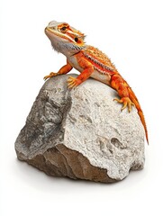 A vibrant bearded dragon perched on a stone, showcasing its unique patterns and colors in a spectacular pose against a white background.