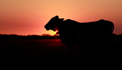 cow on sunset background