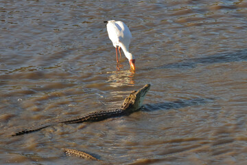 Nilkrokodil und Nimmersatt / Nile crocodile and Yellow-billed stork / Crocodylus niloticus et...