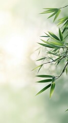 Naklejka premium Elegant Green Bamboo Leaves with Soft Sunlight and Bokeh Background